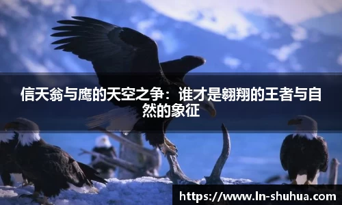 球速体育
